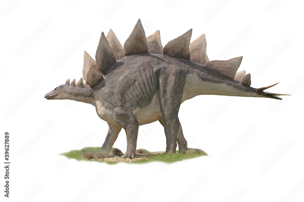 Dinosaur Stegosaurus  - white background - obrazy, fototapety, plakaty 