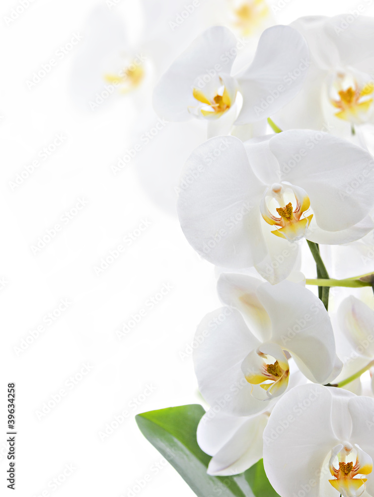 biala-orchidea