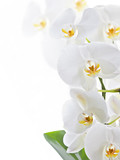 Fototapeta Storczyk - White orchid