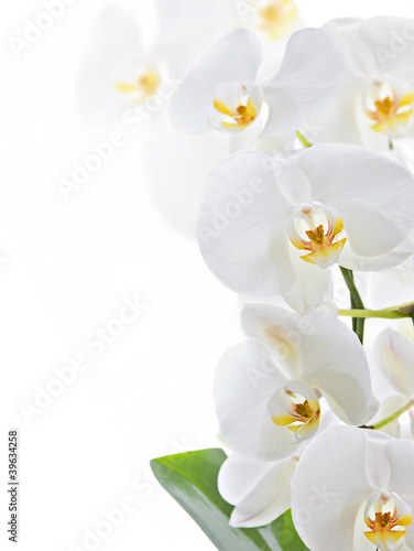 Tapeta ścienna na wymiar Orchid