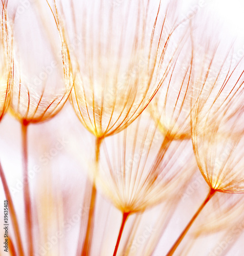 abstrakcjonistyczny-dandelion-kwiatu-tlo