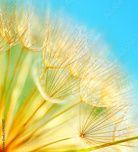 Fototapeta na wymiar Soft dandelion flowers