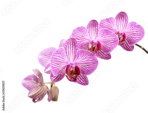 kwiat-orchidei-na-bialym-tle