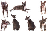 Fototapeta Zwierzęta - collage American Stafforshire Terrier