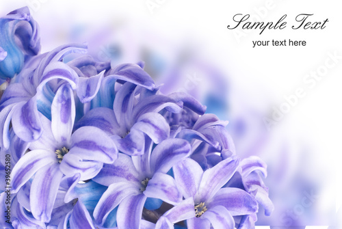 Tapeta ścienna Niebieskie hyacinthes