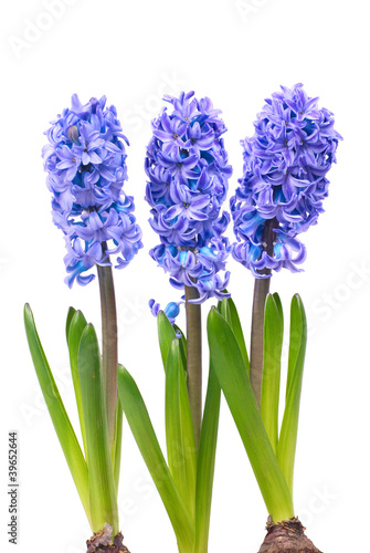 Tapeta ścienna Niebieskie hyacinthes