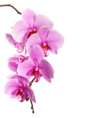 Sticker - pink orchid isolated on white background