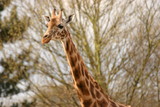 Fototapeta Sawanna - Giraffe - Giraffa camelopardalis