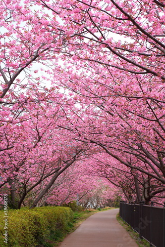 Board z aluminiowym obramowaniem Łuk sakura