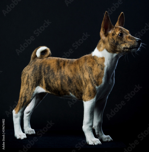 brindle basenji