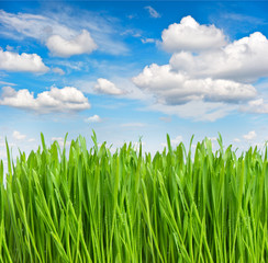 Canvas Print - green grass with water drops over blue sky
