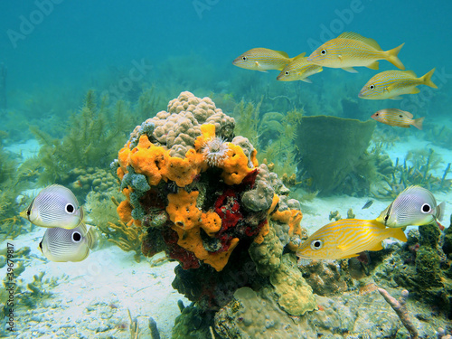 Naklejka samoprzylepna Kolory z sealife