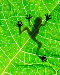 Frog shadow on the leaf