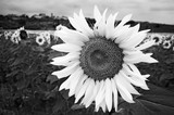 160_f_39689628_2srbz5xpdrrlsqaomcod3ji9feedmcfe