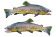 Common trouts