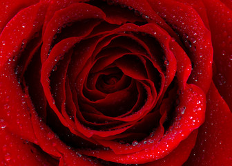 Poster - red rose with water drops