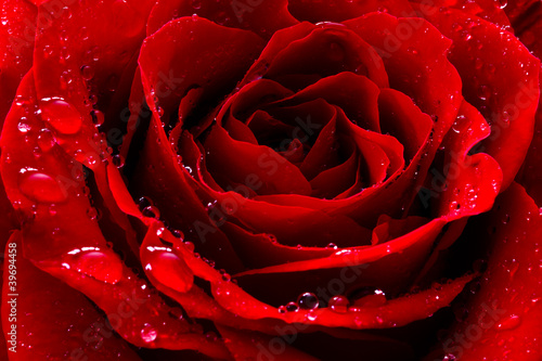 Naklejka ścienna red rose with water drops