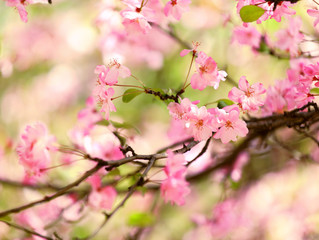 Fotomurales - Pink plum blossom