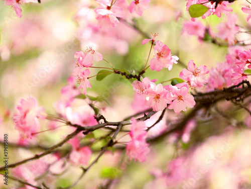 Pink plum blossom