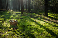 Basket With Mushrooms In The Forest