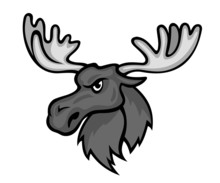 Wild Moose
