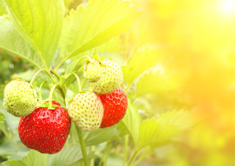 Canvas Print - Strawberry