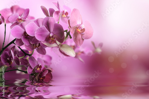 Obraz w ramie Orchid flowers composition