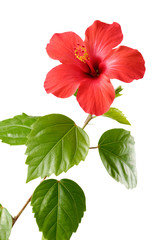 Wall Mural - Red Hibiscus