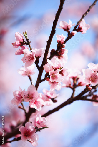 Pink plum blossom