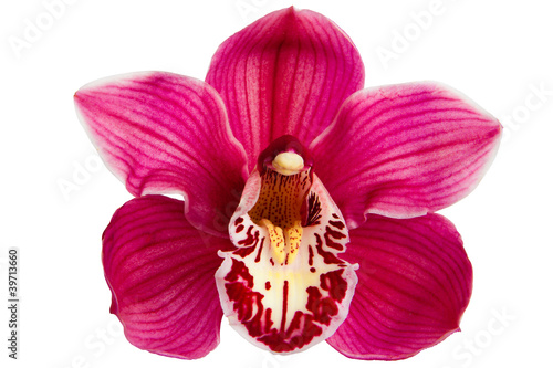 Fotografía Purple Orchid Flower isolated on white background