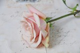 Vintage rose