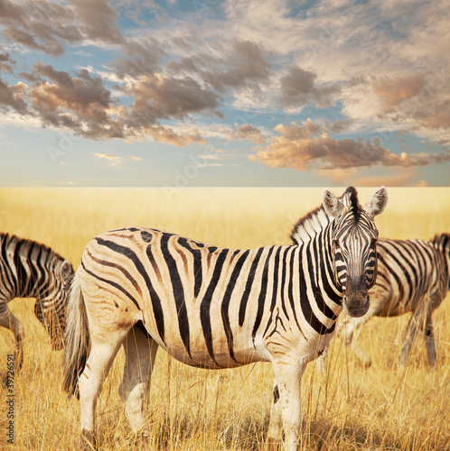 Plakat na papierze fotorealistycznym Zebra