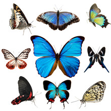 Exotic Butterflies Collection Isolated On White
