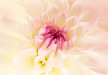 Flower Pink Dahlia, Macro Shot