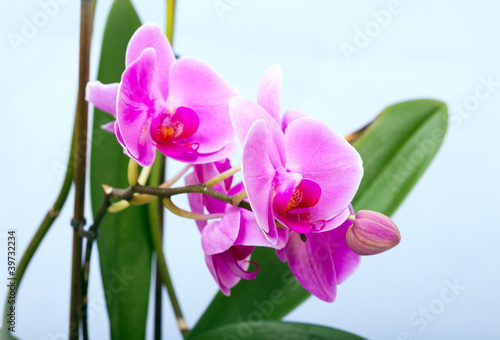 Obraz na płótnie canvas dwuczęściowy "dyptyk" Piękny kwiat orchidei