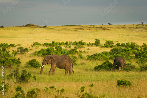 Naklejka samoprzylepna Słonie na sawannie, masai mara, Kenia