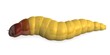 © bescec - 3d render of worm insect