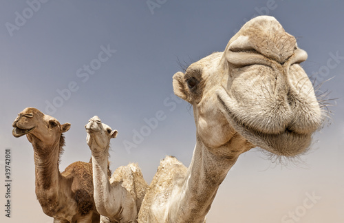 Tapeta ścienna na wymiar camels