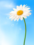 Beautiful white daisy in front of the blue sky