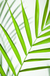 Leinwanddruck Bild Tropical Leaf Closeup