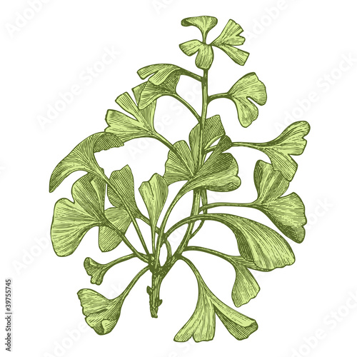 Obraz na płótnie canvas czteroczęściowy "tetraptyk" Gingko biloba (salisburia adiantifolia)