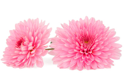 Sticker - pink chrysanthemum