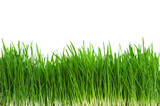 Fototapeta Kuchnia - Wheat grass