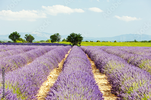 Tapeta ścienna Lawendowe pole, płaskowyż Valensole, Prowansja, Francja