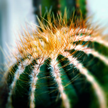 Decorative Cacti Latin Name Is Ferocactus Glaucescens Cactus