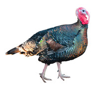 Colourful Turkey