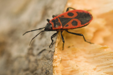 Wall Mural - Pyrrhocoris apterus