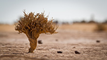 Little Tree In Sahara