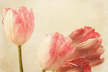 Tulips With Old Vintage Feeling