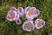 Group Of Purple White Crocus In Grass